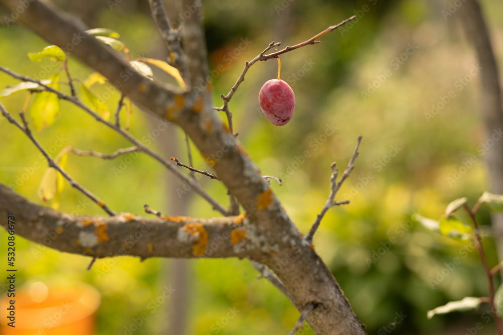 one plum on a tree branch, close-up