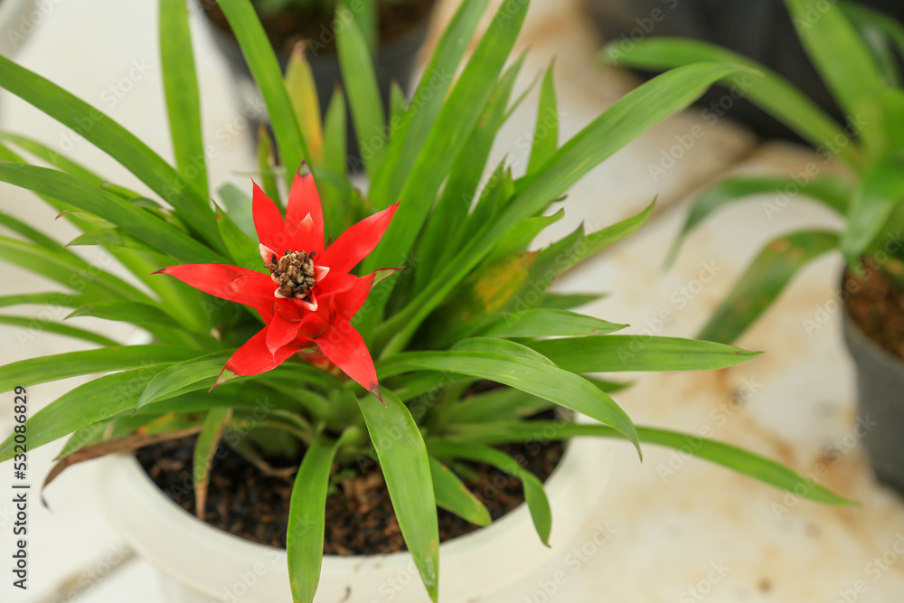 Scarlett star or droophead tufted airplant Scarlett star or droophead tufted airplant