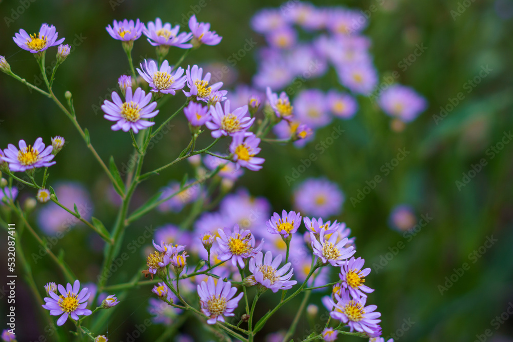 紫色の小さな花 紫色の小さな花