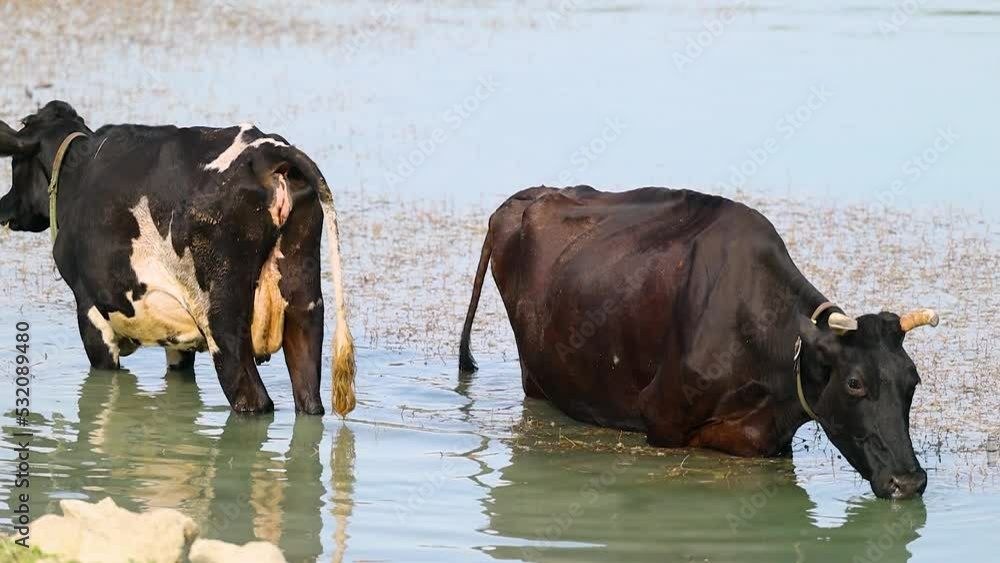 Two cows drinking water and freshening up in a lake Two cows drinking water and freshening up in a lake