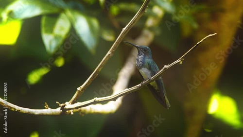 A iridescent Many spotted hummingbird perched on a branch in the Peruvian rain forest looking around   photo