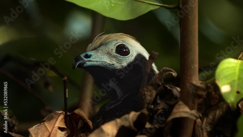Super close up of a blue throated piping Guan head only looking around with its big eye and curved beak photo