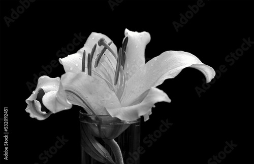Flowering lily in the home garden in the summer. Black background. Black and white photo.
