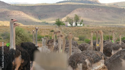 Afrikanische Strauße auf einer Straußenfarm in der Halbwüstenlandschaft Oudtshoorn Südafrika