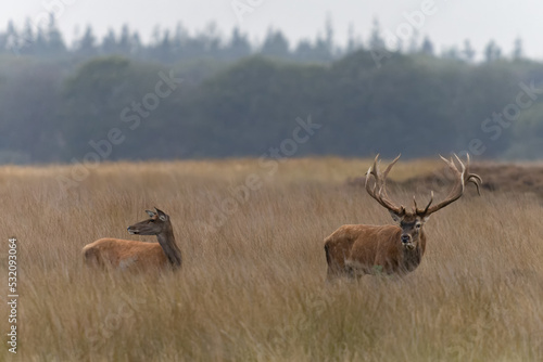 Red deer (Cervus elaphus) stag with a female red deer in rutting season on the field of National Park Hoge Veluwe in the Netherlands. Forest in the background. 