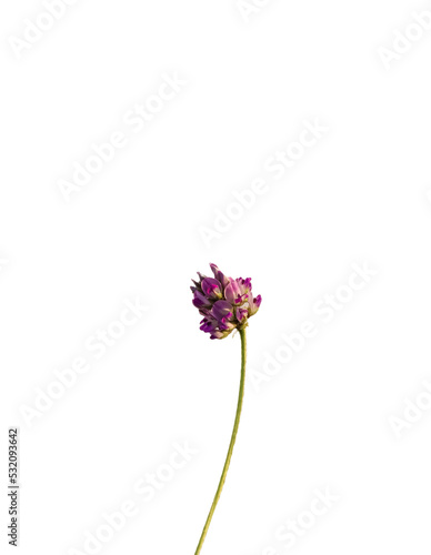 Beautiful psoralea corylifolia png ,babchi flower png, transparent background.  photo