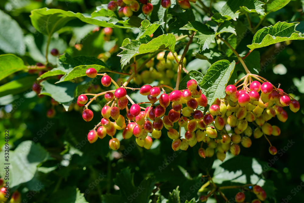 Close-up of bunches of ripening viburnum berries in summer on a sunny day Close-up of bunches of ripening viburnum berries in summer on a sunny day