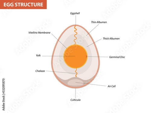 Egg embryo anatomy, section. Bird, Chicken Egg structure