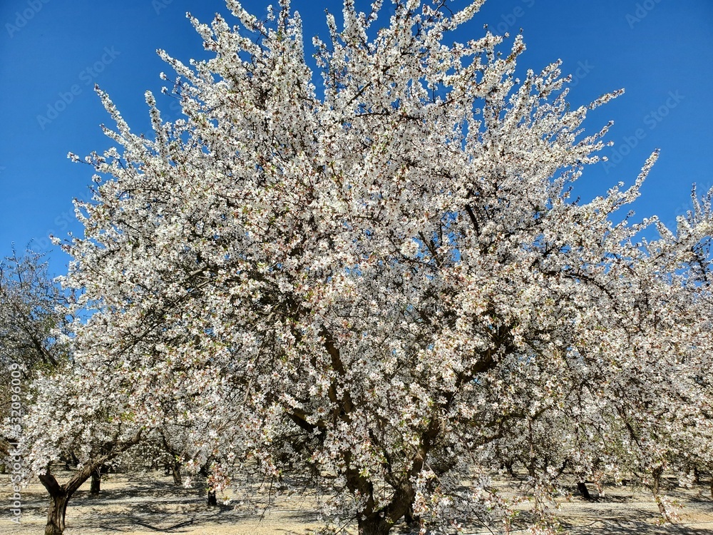 cherry tree in bloom