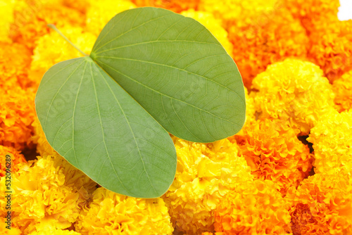 Indian Festival Dussehra, showing golden leaf (Piliostigma racemosum) and marigold flowers on white background. photo