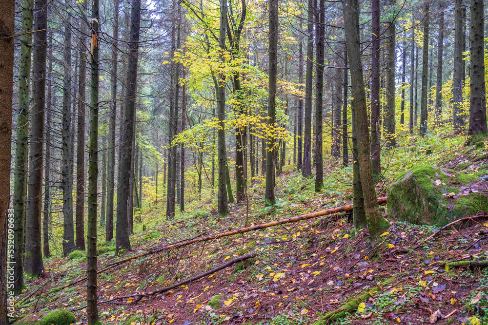 Coniferous forest with elements of deciduous trees in autumn Coniferous forest with elements of deciduous trees in autumn