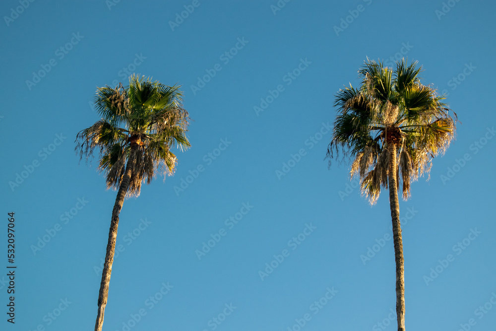Double Palm Trees Vacation