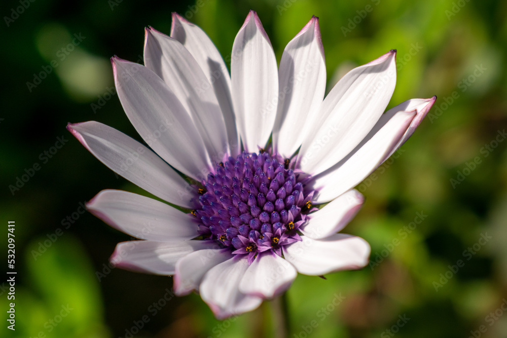 Beautiful Purple Flower Macro Beautiful Purple Flower Macro