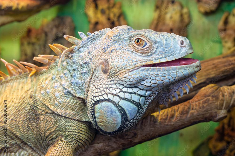 Fototapeta premium A large beautiful lizard blue iguana sits on dry branches
