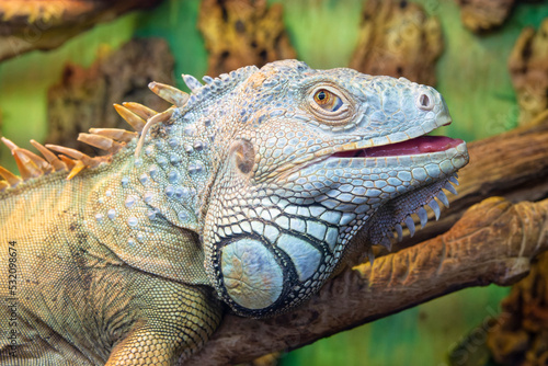 A large beautiful lizard blue iguana sits on dry branches