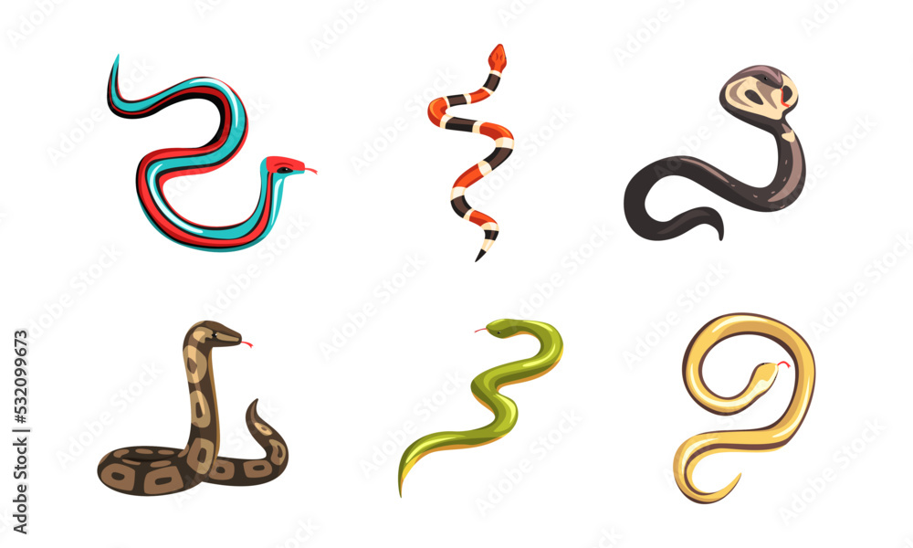 Fototapeta premium Set of different snakes. Tropical serpents, carnivorous reptiles cartoon vector illustration