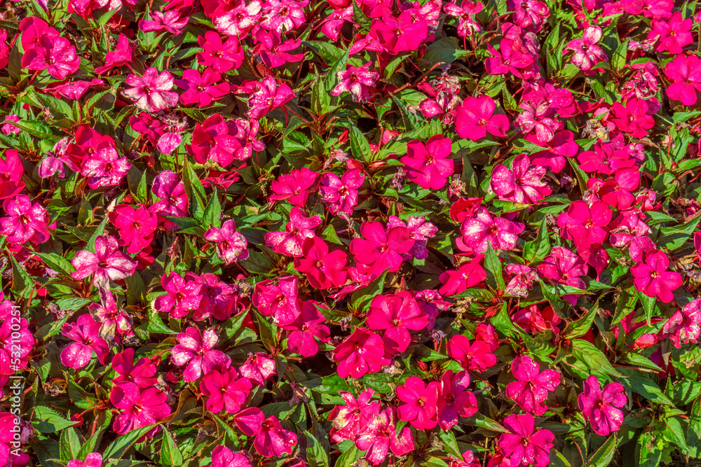 New Guinea impatiens New Guinea impatiens