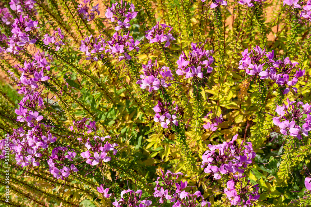 Obraz premium Spider flowers