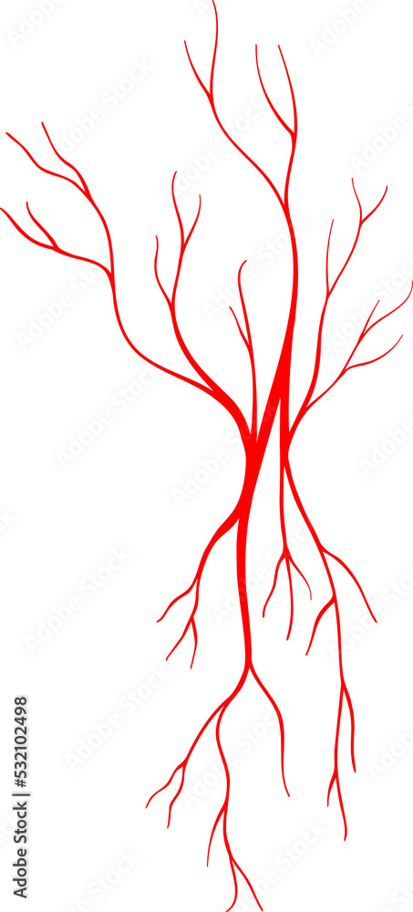 Vein blood vessel, anatomy artery eye capillary Vein blood vessel, anatomy artery eye capillary