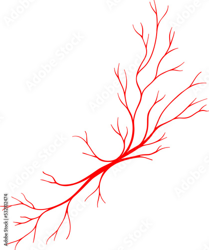 Veins tree in human body  blood bloodstream vessel