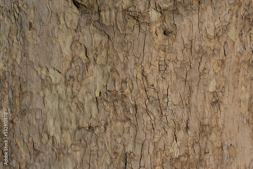 Obraz na plátně Bark pattern is seamless texture from tree