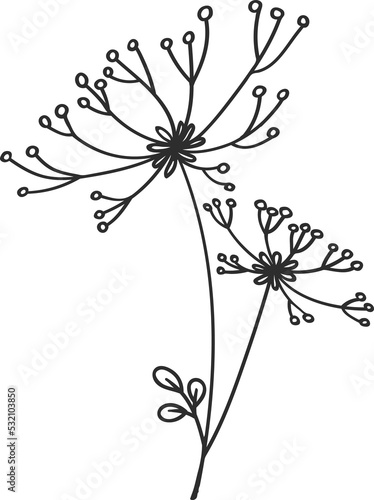 Umbrella flower twig dill fennel cereal plant herb