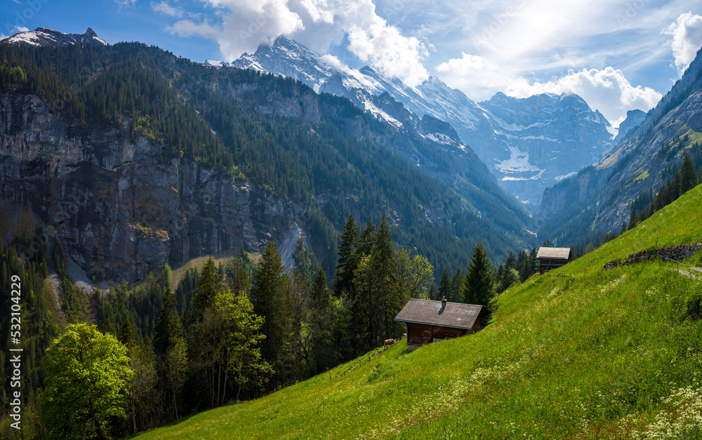 alpine meadow in Lauterbrunnen in Switzerland