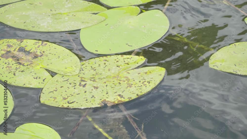 Water lily leaves sway on lake water 709