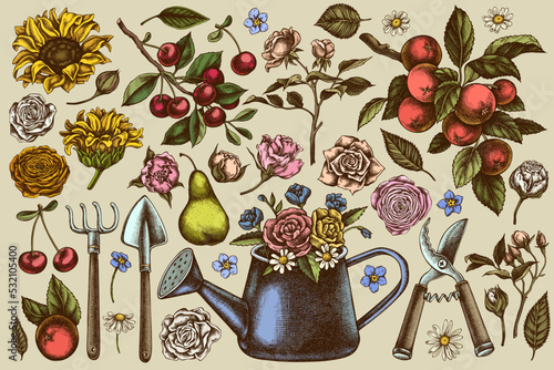 Gardening hand drawn vector illustrations collection. Colored watering can, apples, cherry, rose, pears, shovel, rake, secateurs, chamomile, sunflower, forget me not flower, ranunculus, roses.