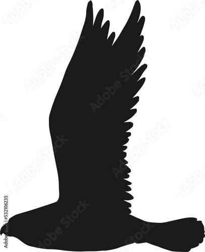 Falcon silhouette, hawk or eagle wild flying bird