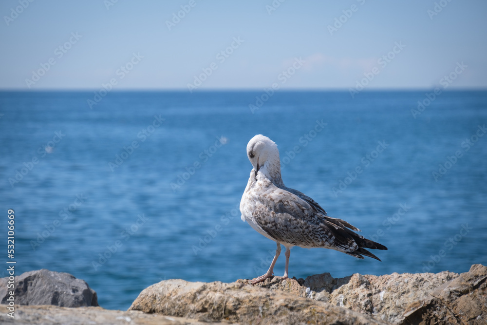 seagull cleaning itself by the sea
seagull cleaning itself by the sea
