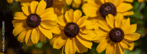 Beautiful autumn yellow flowers.
