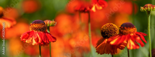 Autumn landscape.  Beautiful autumn orange flowers.
