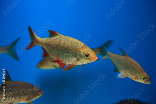 Fototapeta Naklejka Na Ścianę i Meble -  Fish redeye rudd blue water animal
