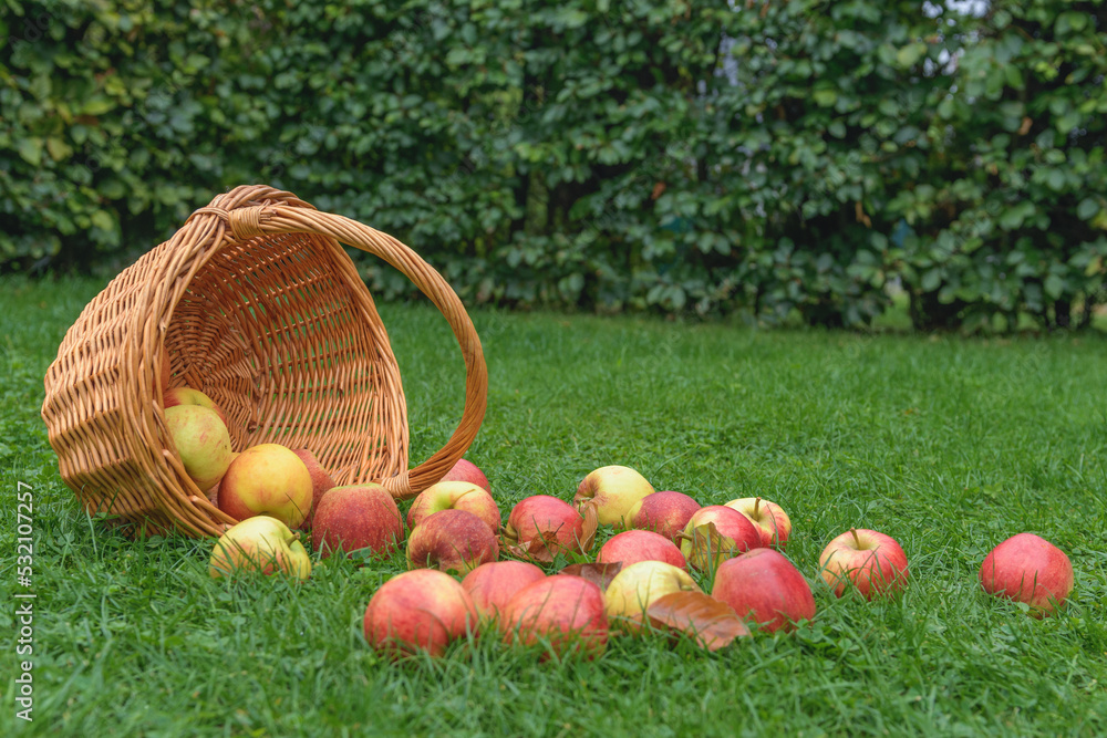 Autumn motive. Overturned wicker basket with ripe apples on green grass Autumn motive. Overturned wicker basket with ripe apples on green grass