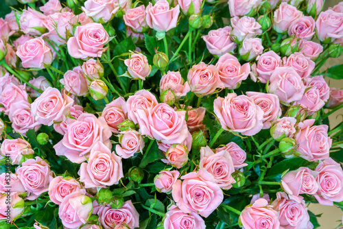 Natural background of beautiful pink roses. Fresh flowers.