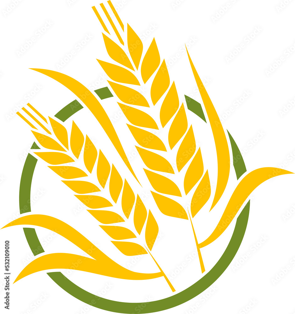 Fototapeta premium Cereal ear spike, wheat or barley millet stalk