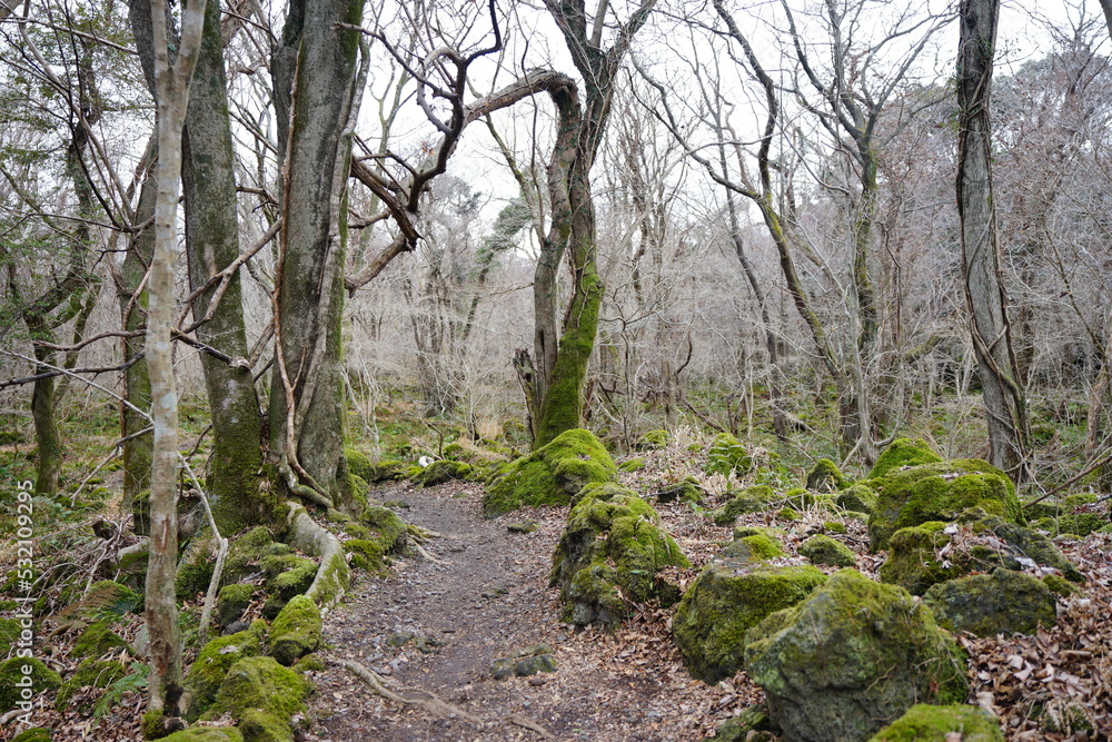 old trees and vines and mossy rocks in winter primeval forest old trees and vines and mossy rocks in winter primeval forest