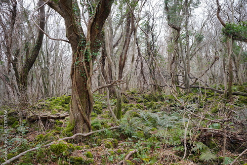 mossy rocks and vines in winter forest © SooHyun
