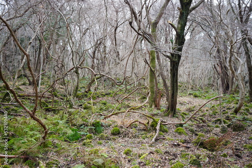 mossy rocks and vines in winter forest