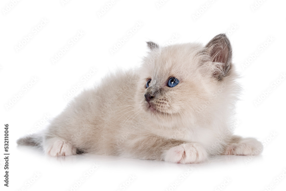 birman kitten in studio birman kitten in studio