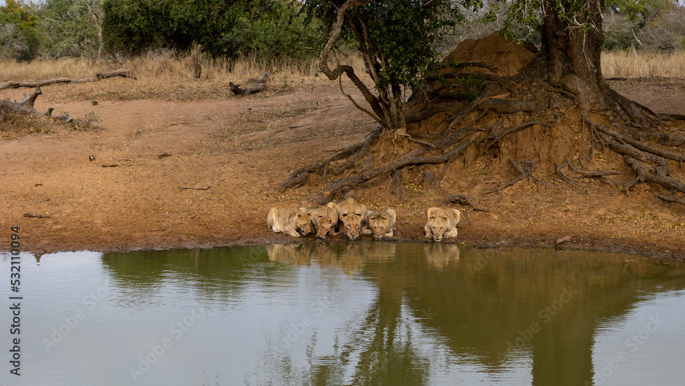 5 lions drinking water next to each other 5 lions drinking water next to each other