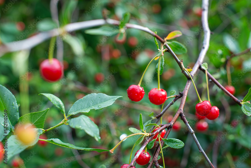 red cherry berries grow on a tree. High quality photo
