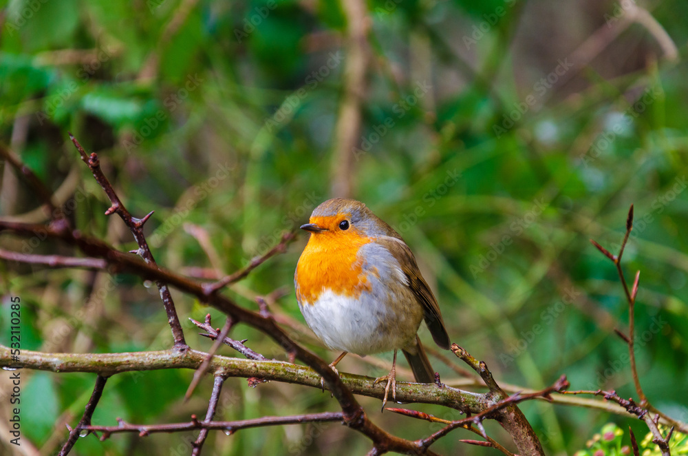 Robin sitting on a branch guarding it's territory