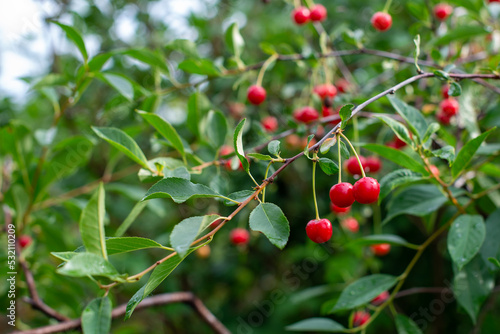 red cherry berries grow on a tree. High quality photo