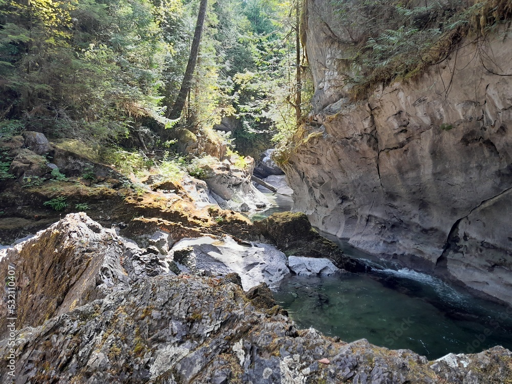 View of British Columbia in Canada, threes in the forest