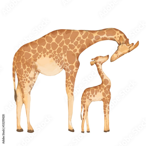 Fototapeta Naklejka Na Ścianę i Meble -  mother and baby giraffe standing
