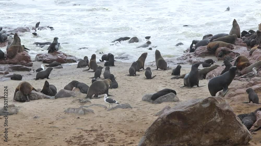 Rookery of fur seals and other marine animals on Valdes peninsula, Patagonia, Argentina, South America Rookery of fur seals and other marine animals on Valdes peninsula, Patagonia, Argentina, South America