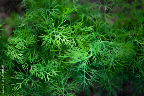 Fresh young dill growing in rows on a vegetable patch, top view, close-up.