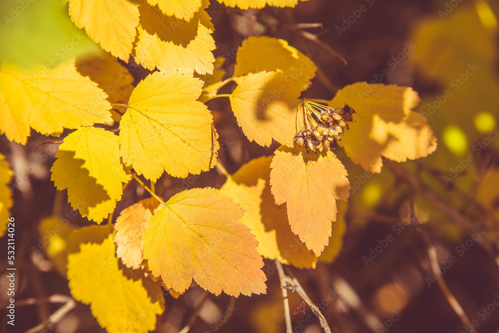 Autumn background-yellow leaves in the city Park
Autumn background-yellow leaves in the city Park